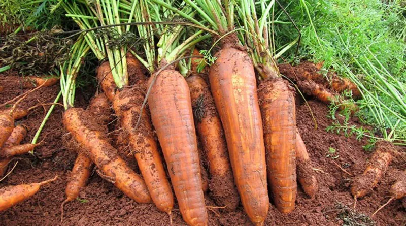 Embrapa lança Cenoura Orgânica na AgroBrasília Digital
