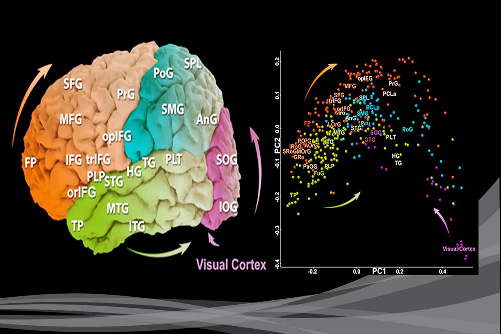 Um mapeamento do cérebro humano