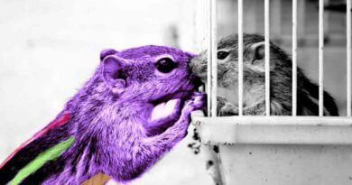 Esquilo colorido do lado de for encosta em um bicolor dentro de jaula