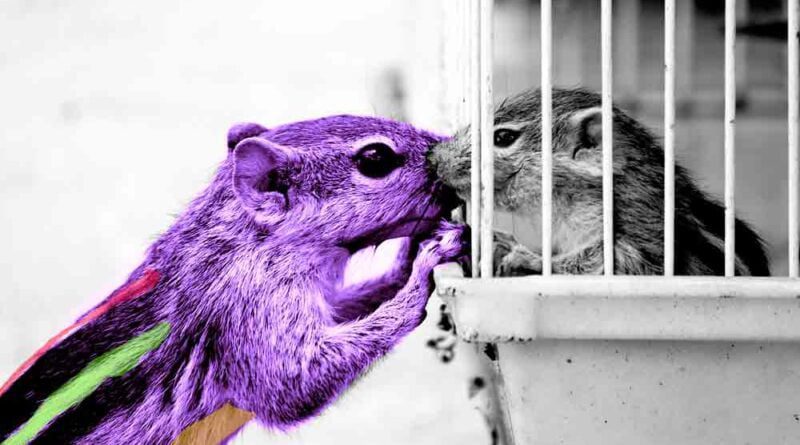Esquilo colorido do lado de for encosta em um bicolor dentro de jaula