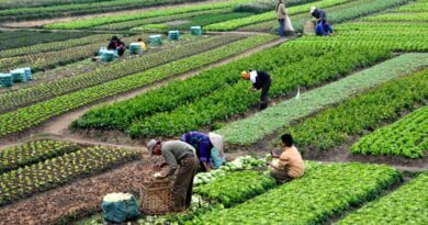 Sustentabilidade - Agricultores trabalhando em diversas plantações