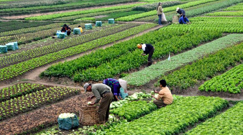 Sustentabilidade - Agricultores trabalhando em diversas plantações