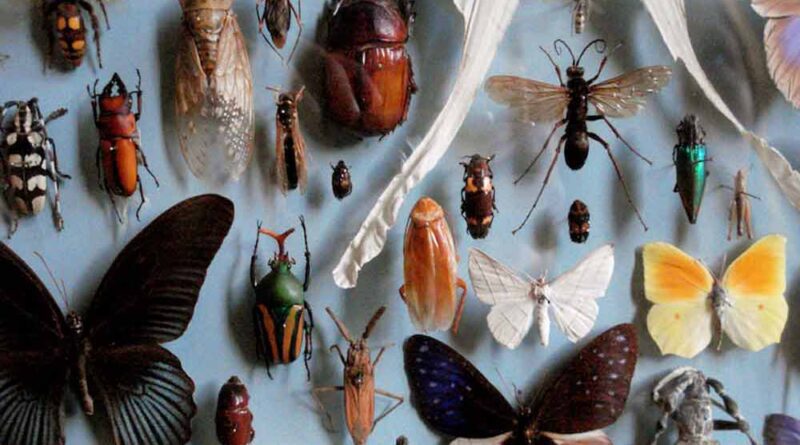 Diversos tipos de insetos na foto