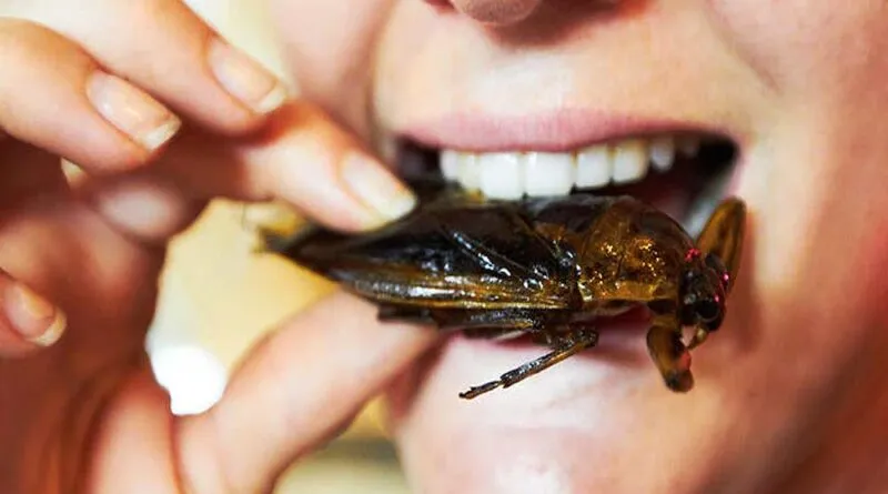 Entomofagia Alimenta Milhões de Pessoas!