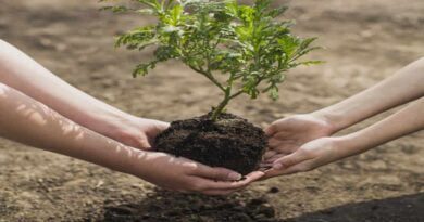 4 mãos plantando uma muda de árvore