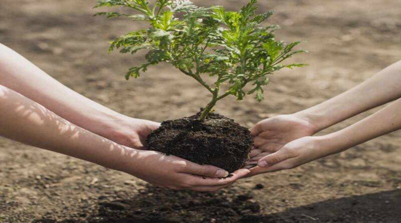 4 mãos plantando uma muda de árvore