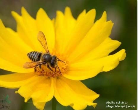 As abelhas solitárias têm um papel no planeta. Elas representam cerca de 85% das espécies de abelhas descritas.
