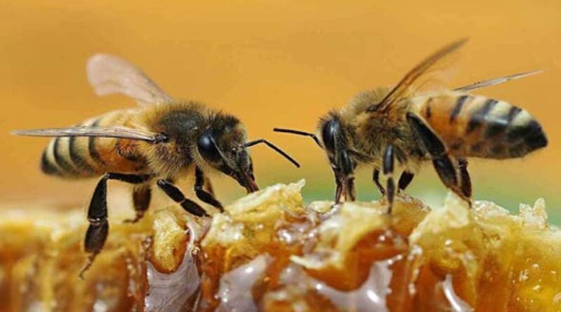 20 de amio dia mundial das abelhas