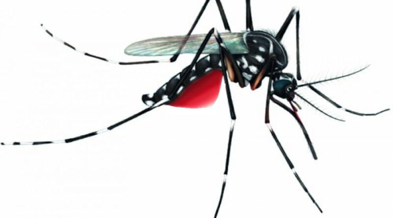 Pernilongo Aesdes aegypti causador da Dengue