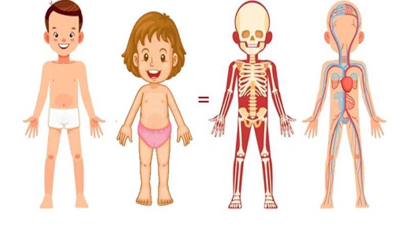 Crianças e Anatomia - livro