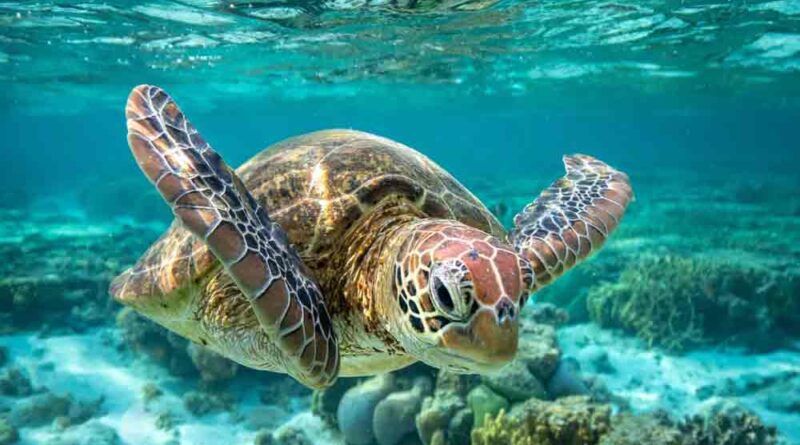 Novo habitat das tartarugas verdes no litoral do Rj