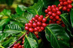 Folhas e frutos maduros do café arábica