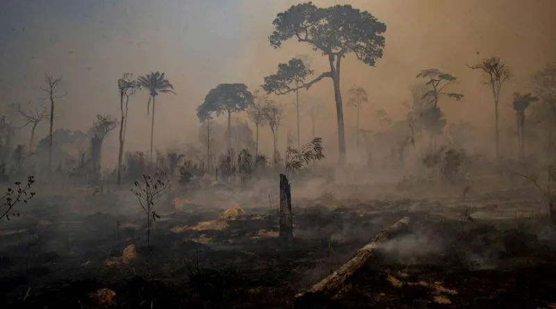 O Desmatamento Destrói a nossa Saúde.