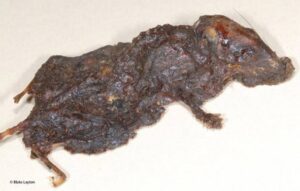 Rato mumificado dentro de colmeia