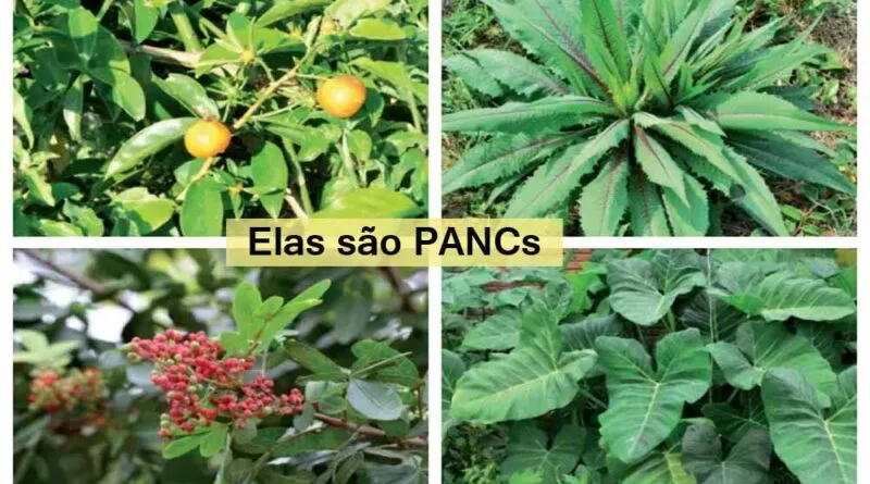 Reeducação Alimentar – Adequação à Pobreza(?)