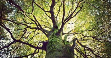 Árvores Para Além da Biologia