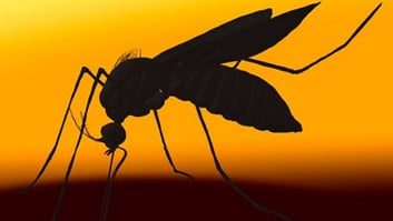 Dengue - Doença Antiga e Negligenciada