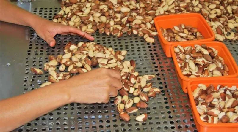 Castanha-do-Brasil em Perigo