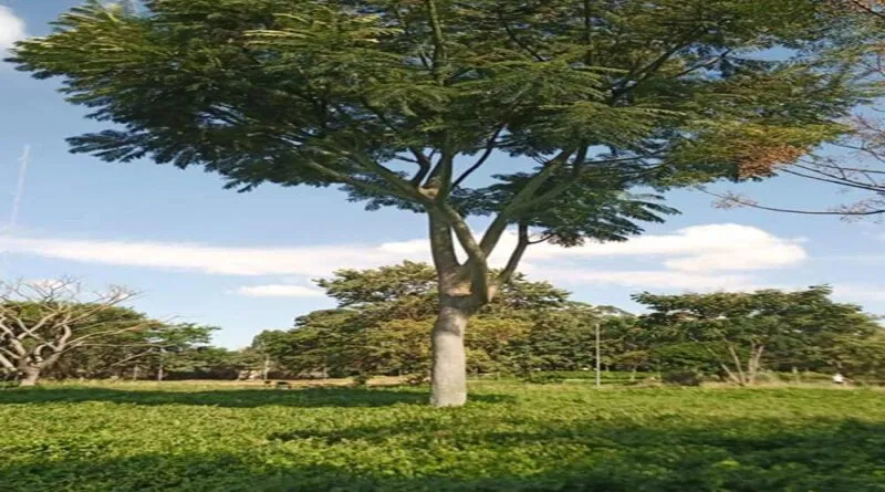 Projeto Sustentável de Agritetura Urbana