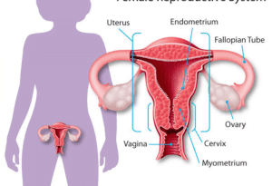 Mulheres inférteis e Endometriose