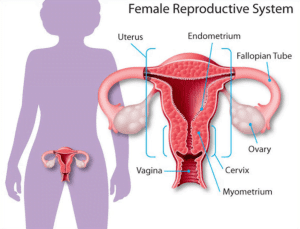 Mulheres inférteis e Endometriose