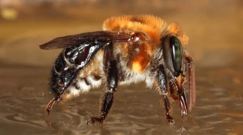 A Abelha Dourada da Amazônia