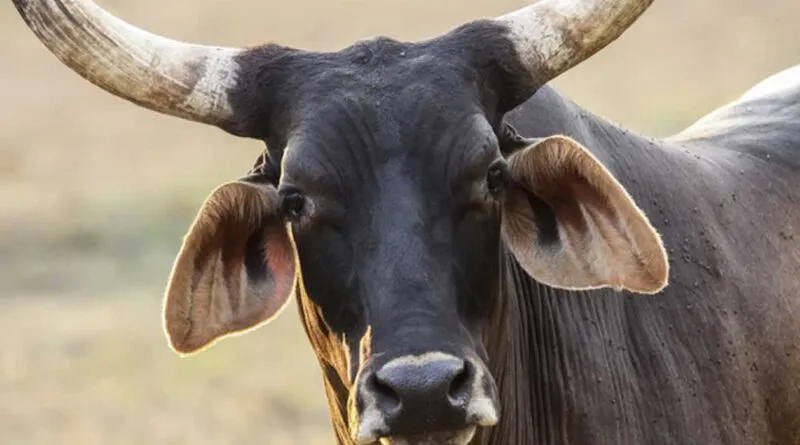 Consumo de Carne – Desmatamento e Destruição