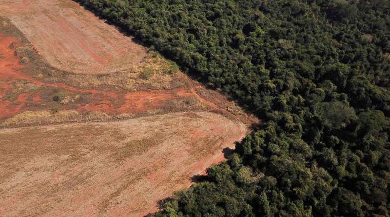 Frear Desmatamento na Amazônia