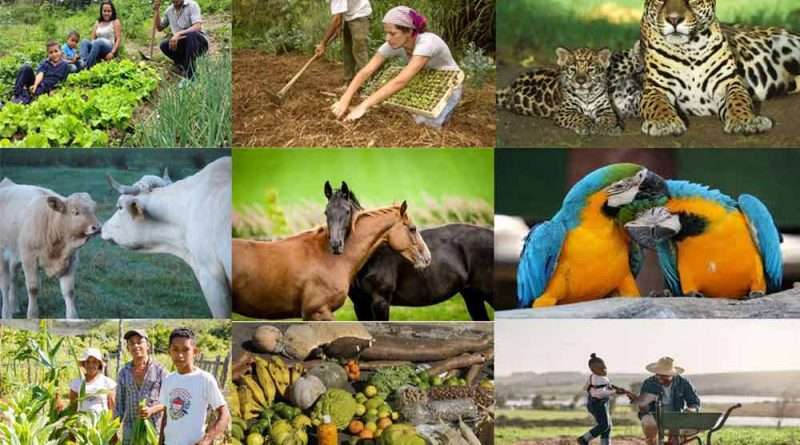 Agricultura Familiar