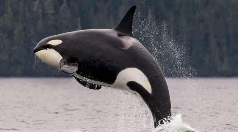 A 'Revolta' das Orcas