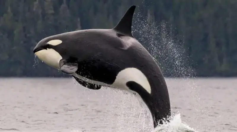 A ‘Revolta’ das Orcas