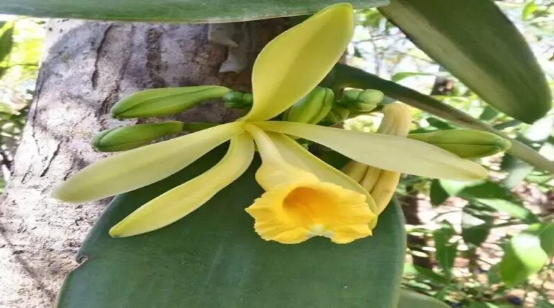 Baunilha – Riqueza do Cerrado