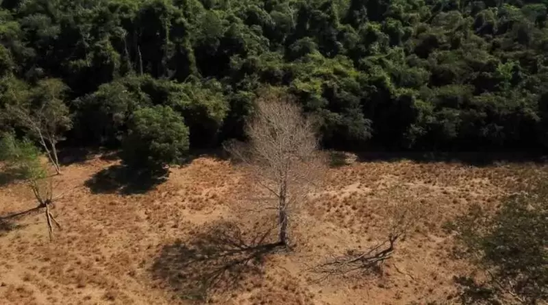 O Negócio do Carbono