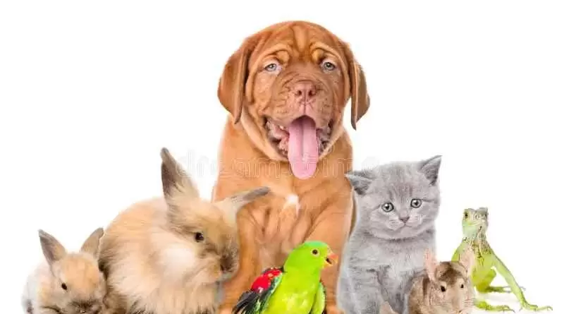 1ª Expo Pets Brasil
