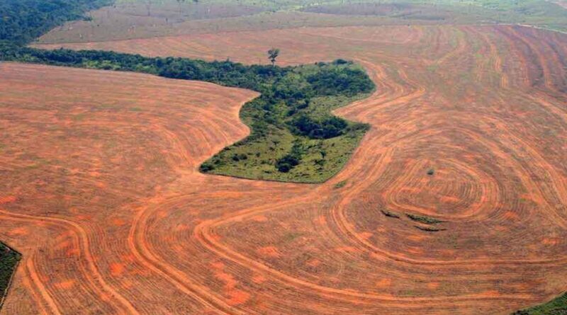 Agricultura e Desmatamento