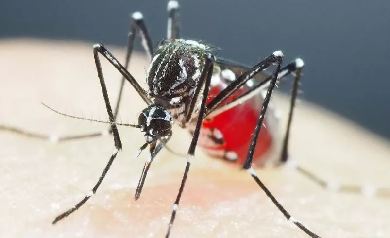 Tem Mosquito aí?