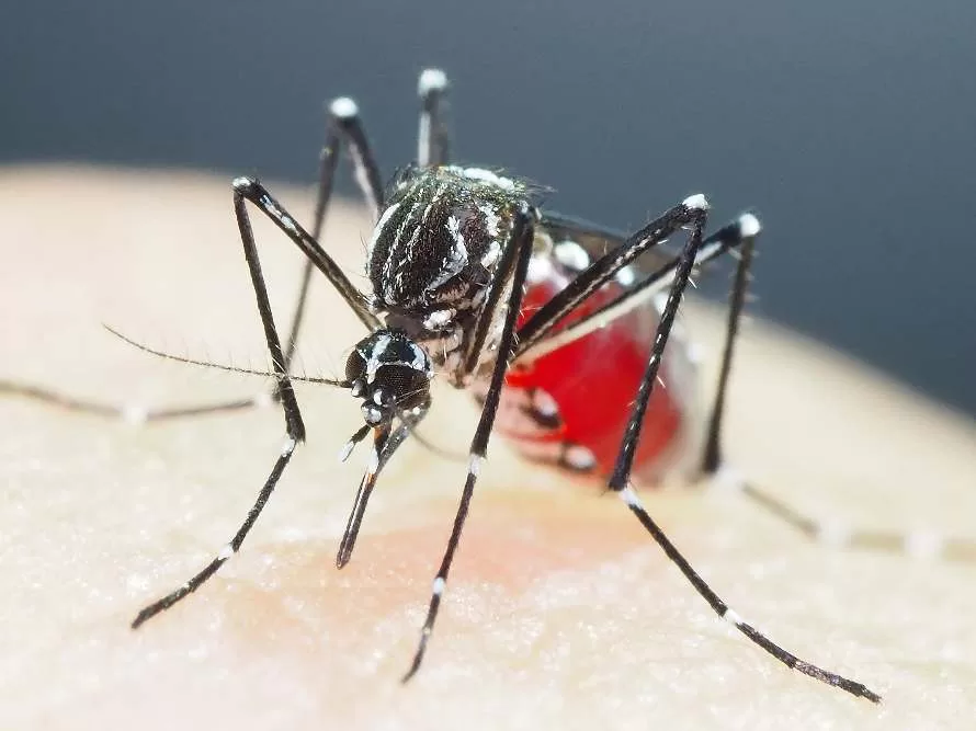 Tem Mosquito aí?