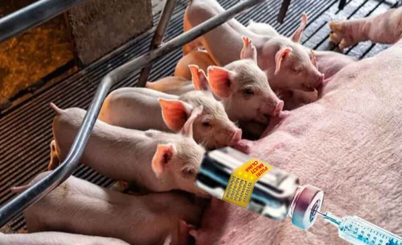 Carne de Porco e Muito Antibiótico