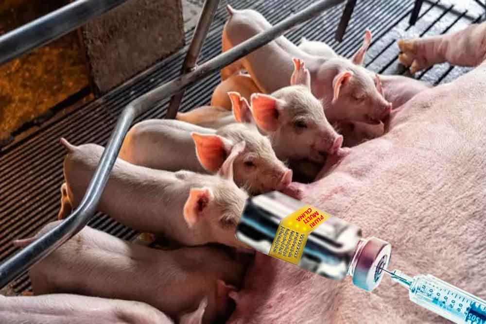 Carne de Porco e Muito Antibiótico