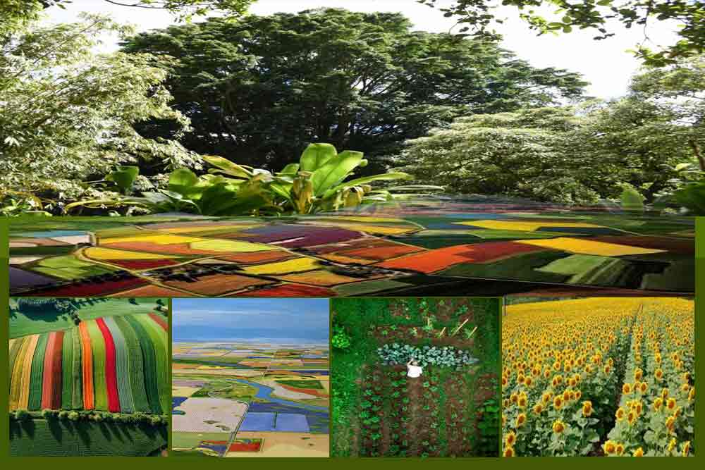 A Fruição da Agricultura