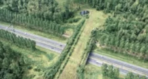 Estradas, Conflitos Ecológicos - Ambiente/Território